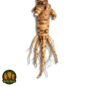 Angelica (Root Pieces C/S)