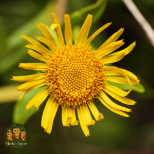 Arnica Flower