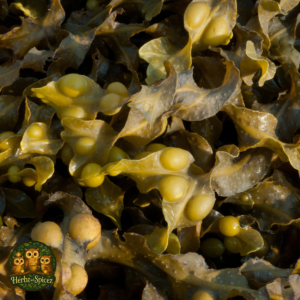 Bladderwrack