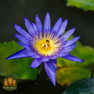 Blue Lotus (Flower C/S)
