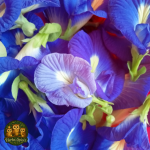 Butterfly Pea Flower
