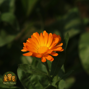 Calendula Flower