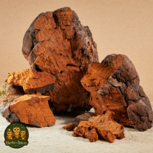 Chaga