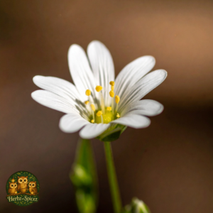 Chickweed (Herb C/S)