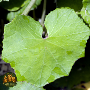 Coltsfoot (Leaf C/S)