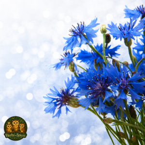 Cornflower
