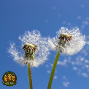 Dandelion (Leaf C/S)