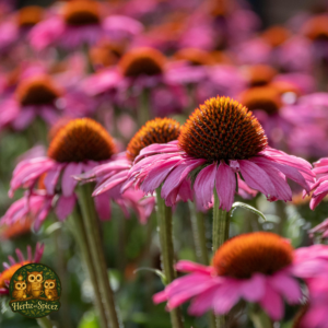 Echinacea herb