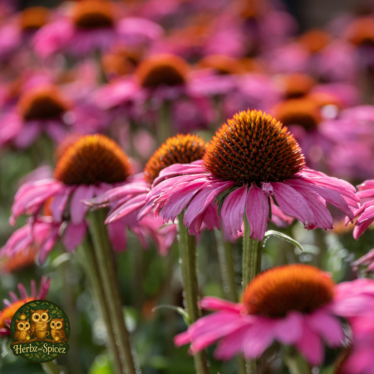 Echinacea herb