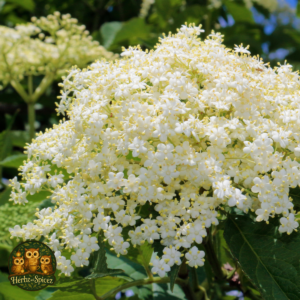 Elder (Flowers)