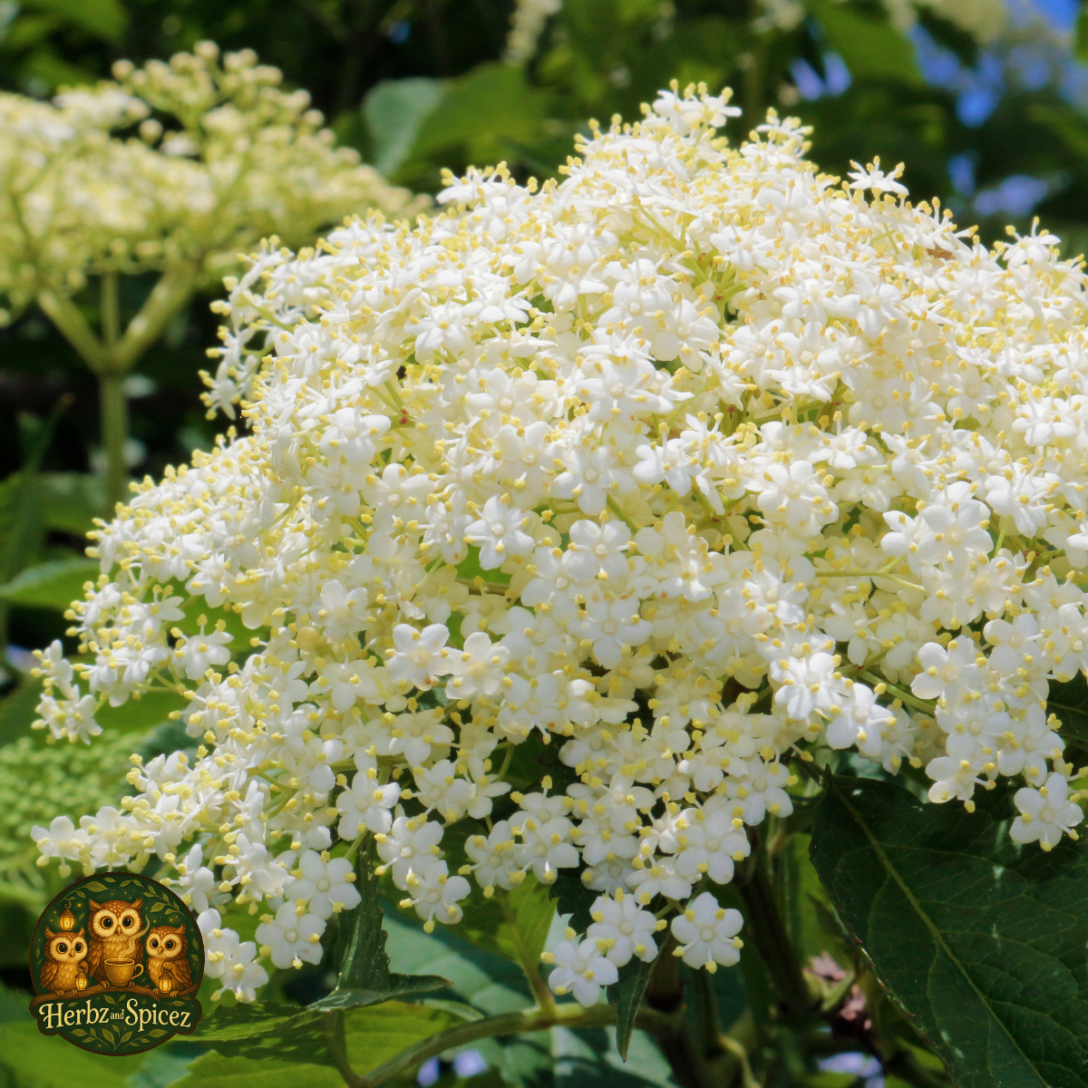 Elder (Flowers)
