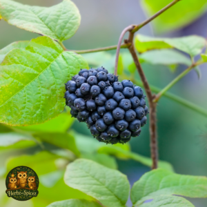 Eleutherococcus (formerly Siberian ginseng) (Root C/S)