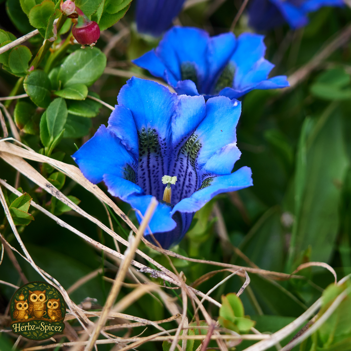 Gentian Root