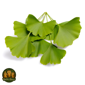 Ginkgo Leaf