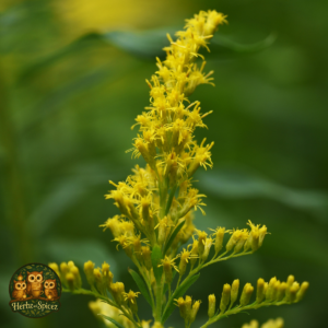 Goldenrod (Herb C/S)