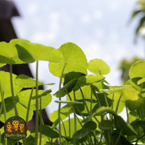 Gotu Kola (Herb C/S)