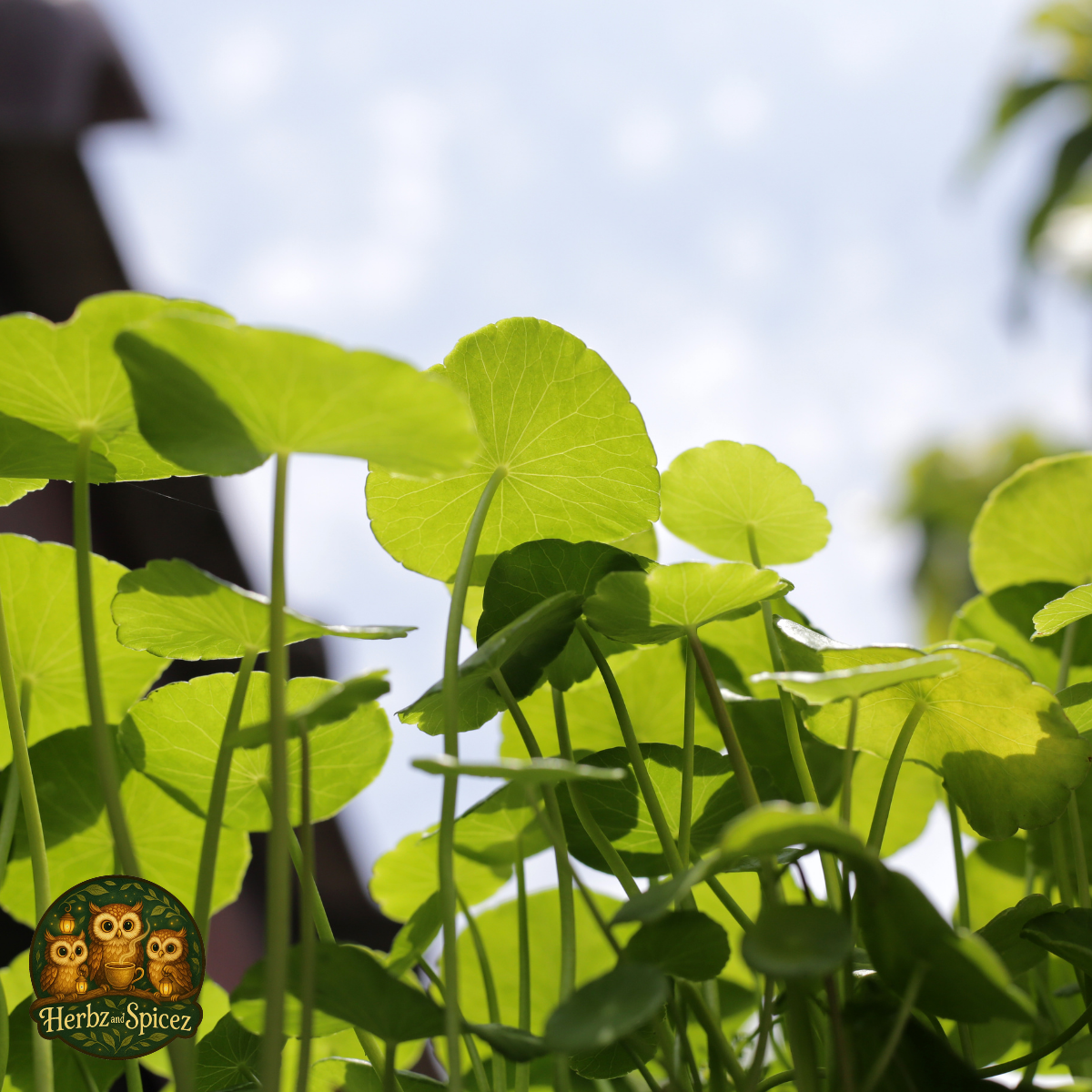 Gotu Kola (Herb C/S)