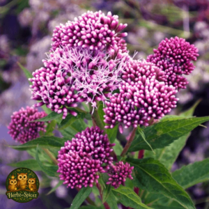 Gravel Root (Queen of the Meadow C/S)