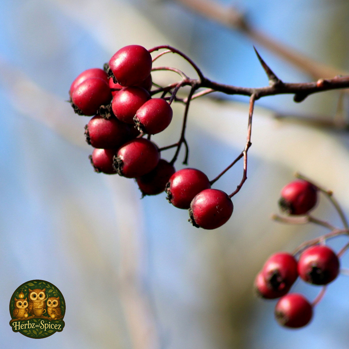 Hawthorn (Whole Berries)
