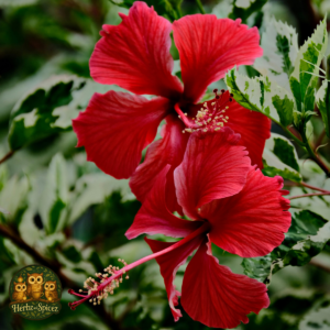 Hibiscus (Flower)