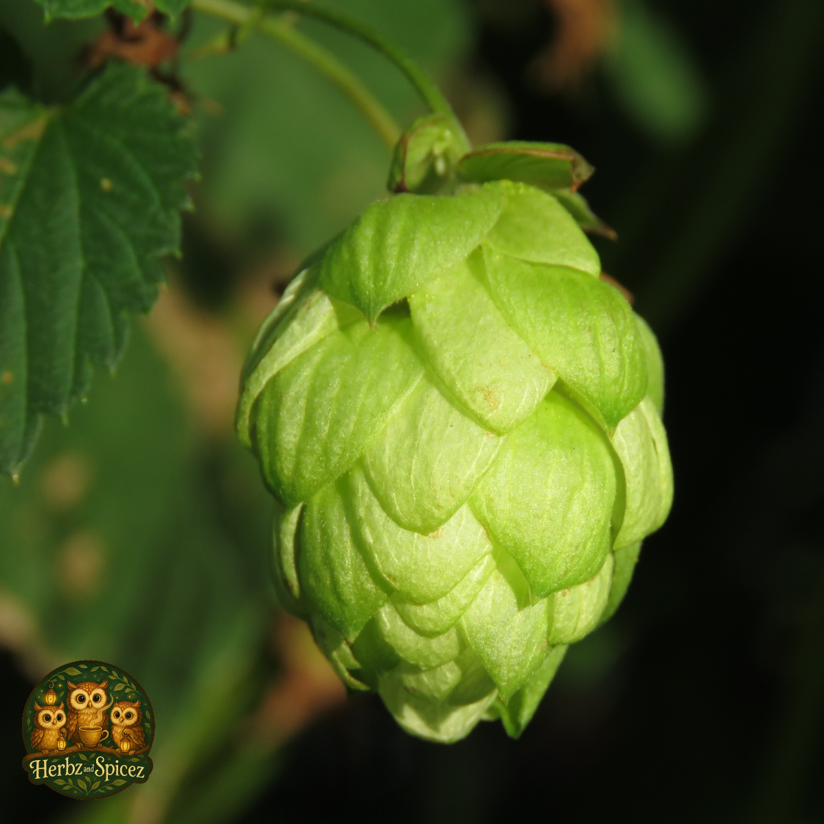 Hops (Flower)