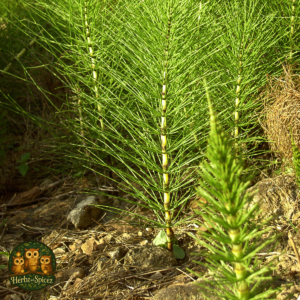 Horsetail (Shavegrass) (Herb C/S)