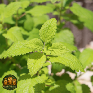 Lemon Balm (Herb C/S)