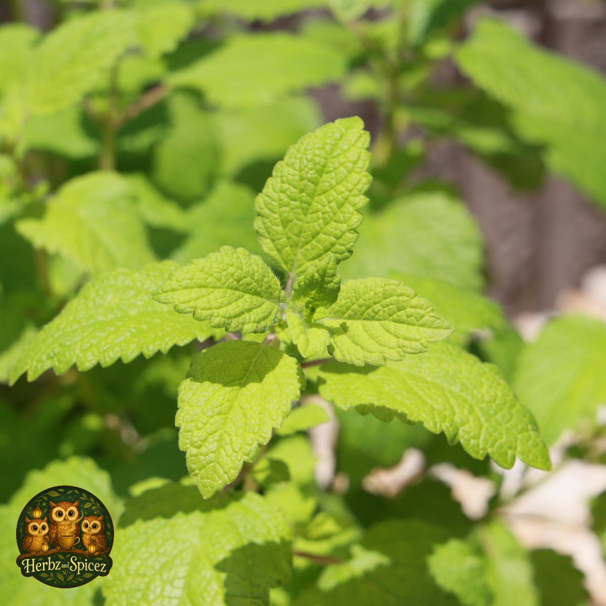 Lemon Balm (Herb C/S)