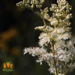 Meadowsweet (Herb C/S)