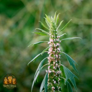 Motherwort (Herb C/S)