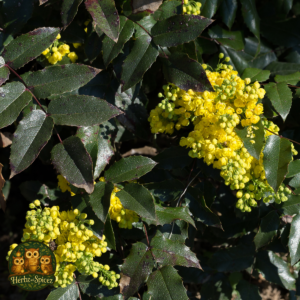 Oregon Grape (Root C/S)