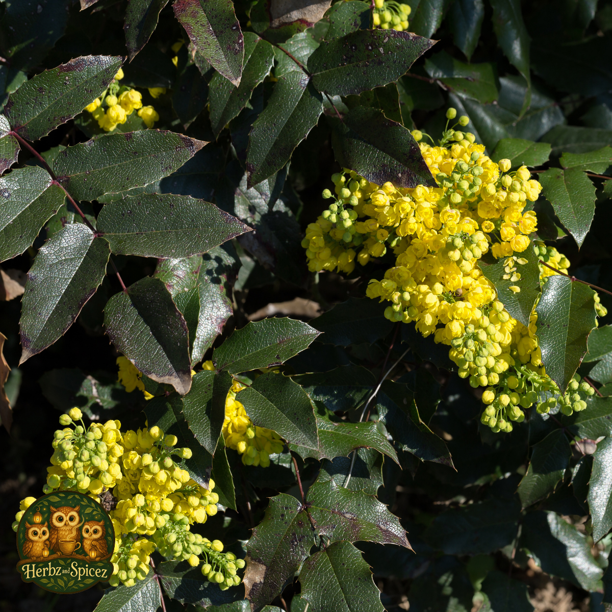 Oregon Grape (Root C/S)
