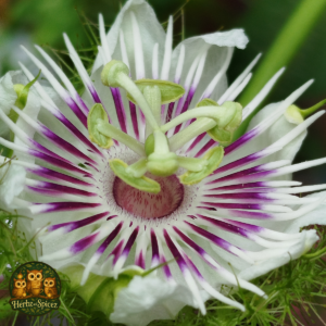 Passion Flower (Herb C/S)