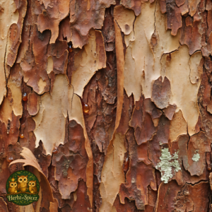 Pau d’Arco (Bark C/S)