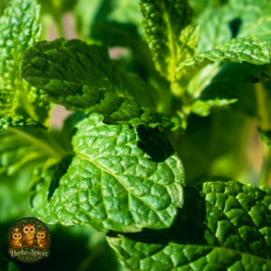 Peppermint (Leaf C/S)