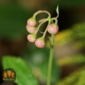 Pipsissewa (Herb C/S)