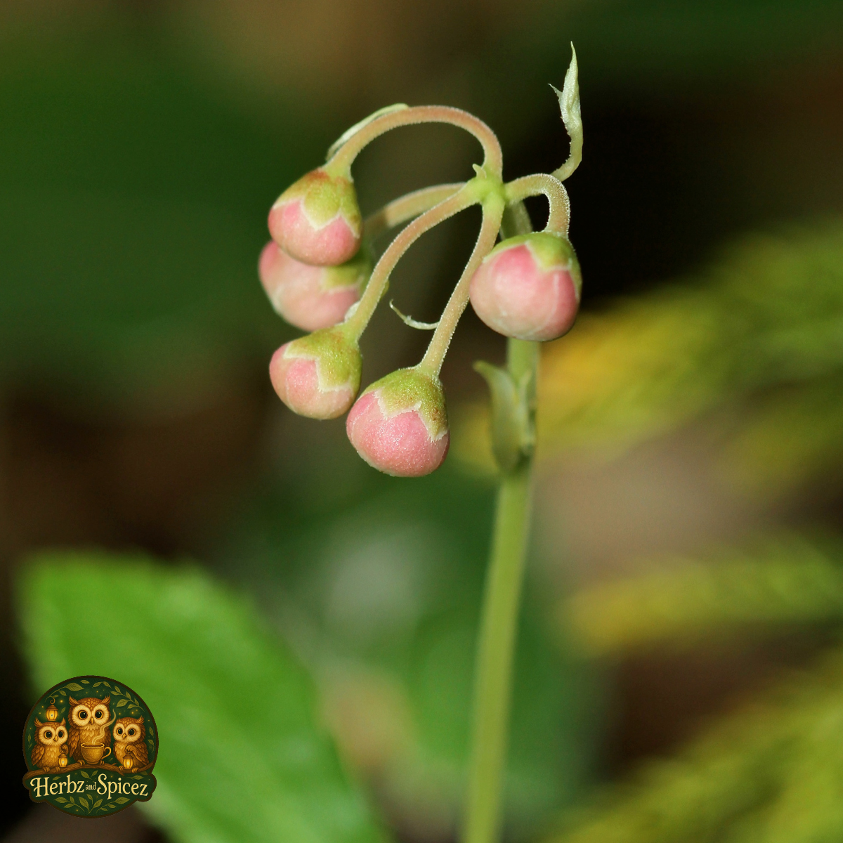 Pipsissewa (Herb C/S)