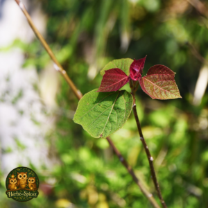 Raspberry (Leaf C/S)