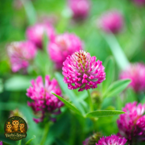 Red Clover Blossoms