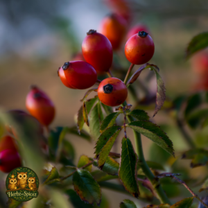 Rose, Red (Seedless Hips)