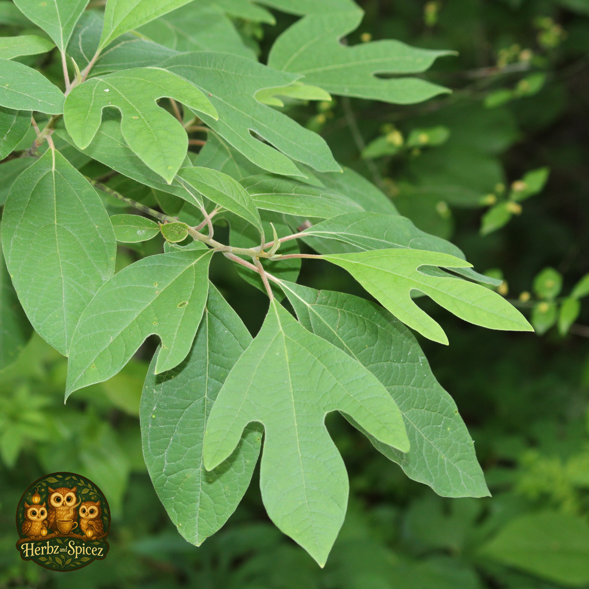 Sassafras Leaf