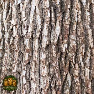 Sassafras (Root Bark C/S)