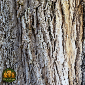 Slippery Elm (Inner Bark C/S)