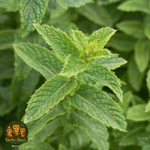 Spearmint (Leaf C/S)