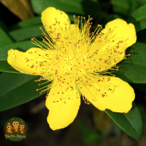 St. John’s Wort (Herb C/S)