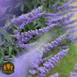 Vitex (Chaste) Berry
