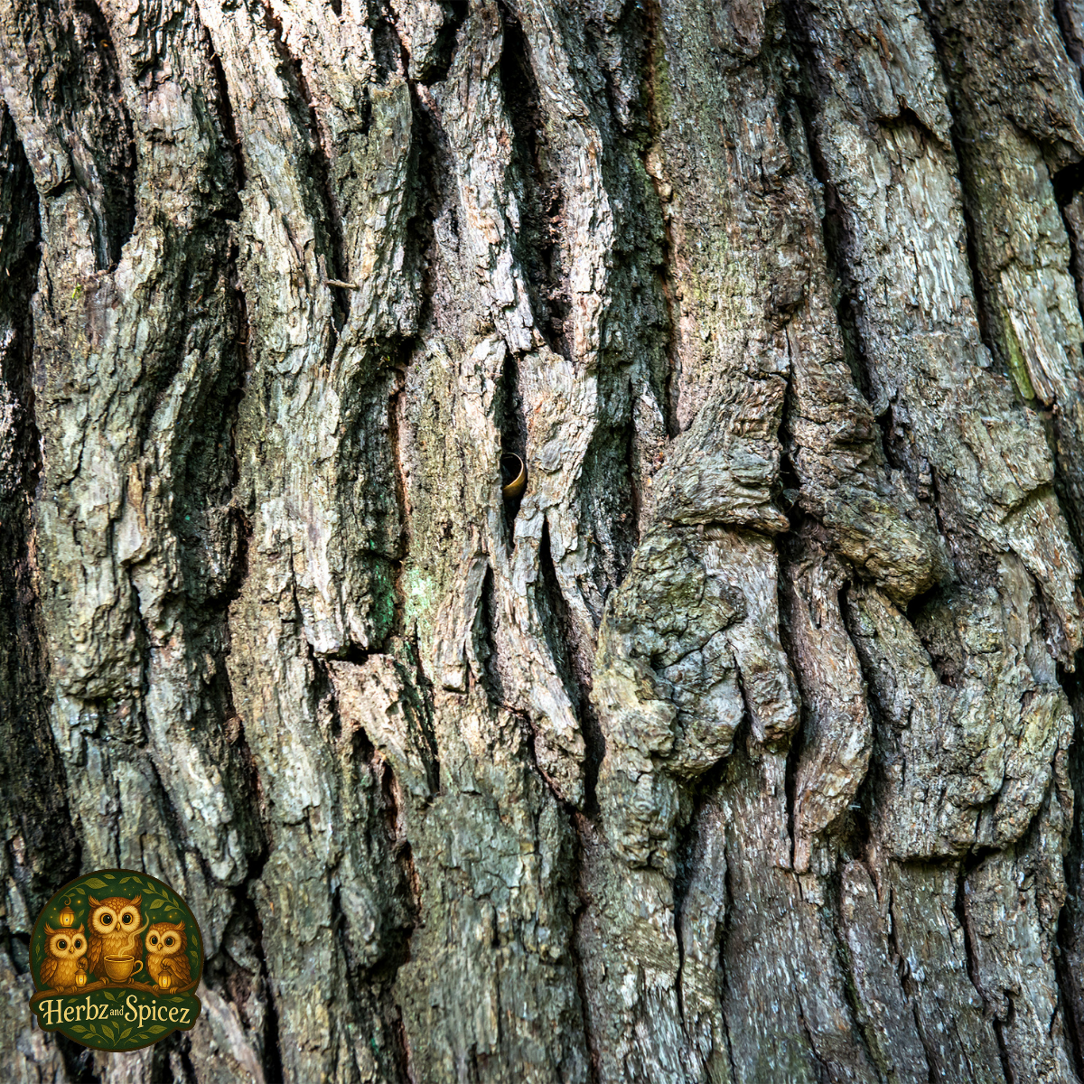 White Oak (Bark C/S)