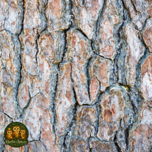 White Pine Bark