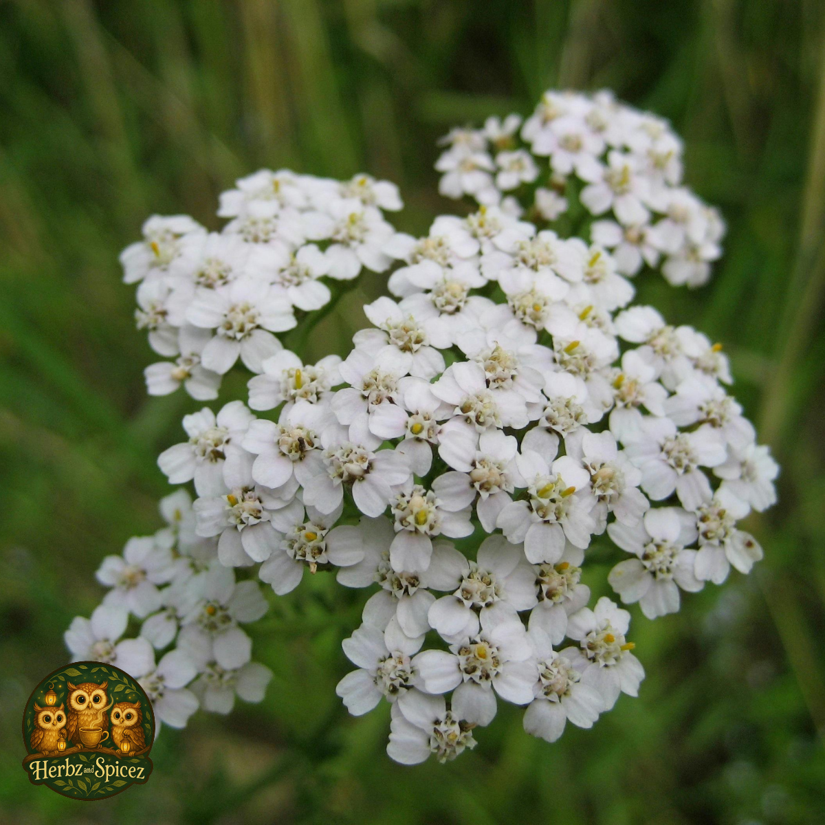Yarrow (Flower C/S)