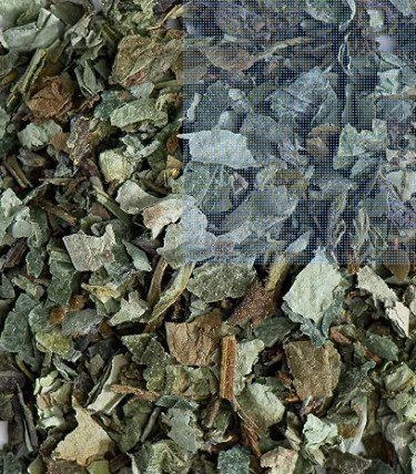 Lungwort